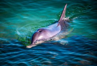 mandurah-dolphin